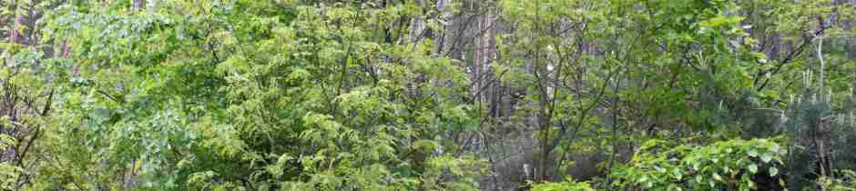 Foxred-Labrador-Retriever